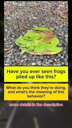 Have you ever seen frogs piled up like this? #shorts #short #viral #facts