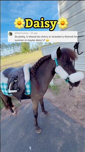 Mini Horse Saddle Up 🌼Daisy’s First Time!