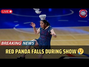 Red Panda Suffers Serious Injury at WNBA Halftime Show 😢 । USA TODAY NEWS