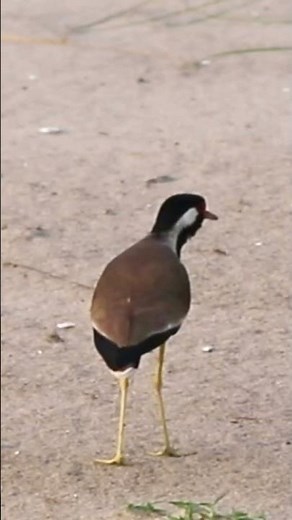 Red-Wattled Lapwing's Sharp Alarm Call in the Char Lands #naturenotes