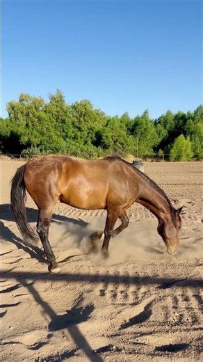 MUSTANG EVENINGS | Spend Time With Nevada 🐴 #horses #horseriding #mustanghorses