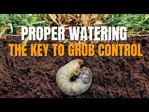 Learn Why Proper Lawn Watering Prevents Lawn Grubs / How to Identify & Prevent Grub Worm Damage