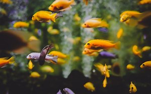 Vastu Shastra Fish Aquarium for Home