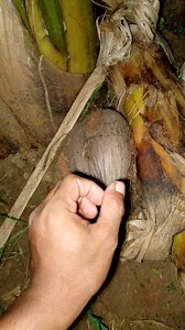 154K views · 169 reactions | There is something behind this coconut | Asis | Facebook