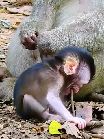 Fails A gain And A gain But Baby DRAYA Still Be Active To Explored Around !! Mom DAISY Is Best Mommy | Monkey TV