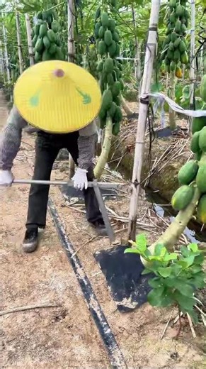 Bamboo Pole Grabber #Agricultural Tool — Farmers No More Bending Over!
