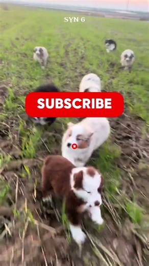 Ranking | The Cutest Puppy Breeds! 🐶✨