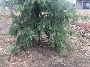 Canadian hemlock concerns