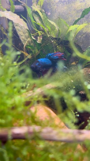 Planted Betta Aquarium #plants #aquarium #fish