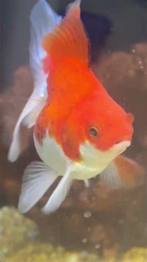 # cute fish at petco store