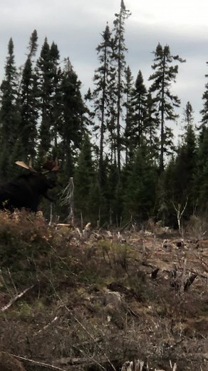 Moose Hunting Tips: Calling Moose with Canoe Paddle