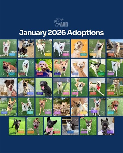 ✨ January 2026 Adoptions ✨ In January 2026, 34 dogs left shelters and foster homes and found their forever families 🐶💙 From rescue and recovery to transport, adjustment, and adoption— none of this would be possible without the collective effort of so many incredible people. Thank you to our adopters for opening your hearts and homes, to our foster families for loving and preparing these dogs, to our dedicated team in Korea, and to our AKR community for your continued support 🙏 This isn’t the 