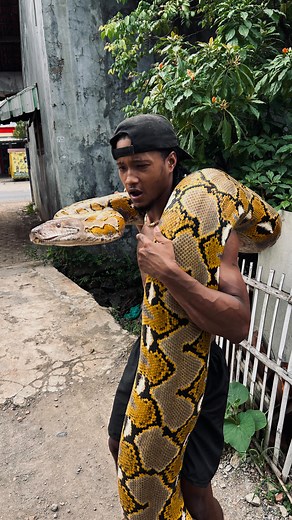 Serpent  on Instagram: "Tu pense qu’il m’avale ?  il est juste ÉNORME !!! . Massive Platinium retic python 5.5meters from @phriie_putranaja28  . . . #wild #nature #snake #indonesia #java #ular"