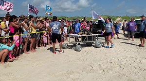 As spectators look on, a large loggerhead sea turtle is moved by use of a cart toward the water’s edge, where the turtle then was released at the beach in Port Aransas on Saturday, July 31. (South Jetty staff video by Lee Harrison, © 2021.) Straps held the turtle in place. It was a brand-new cart, in use for the first time to transport heavier sea turtles during a release. The cart was built by Amos Rehabilitation Keep (ARK) volunteer Rusty Gauthier of Rockport. It was funded by Taddy McAllister