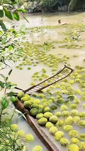 Floating durians for easier harvesting #durian #montongdurian #durianseedlings