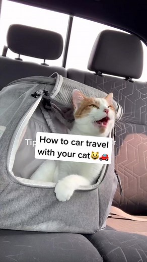 How to Travel Safely with Your Cat by Car