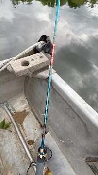 Catching Giant Bluegill. #bluegill #fishing#panfishing#michigan