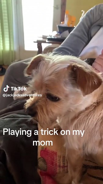 Jackie’s adventures (@jackjacksadventures)’s videos with original sound - Jackie’s adventures