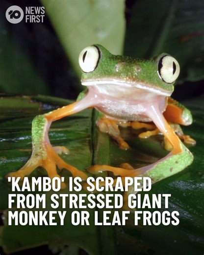 TGA BANS KILLER FROG DRUG Lethal frog mucous used in shamanic rituals has been banned by the Therapeutic Goods Administration (TGA). Kambo, the name given to secretions from stressed Giant Monkey or Giant Leaf Frogs, has been linked to multiple deaths. Ritual participants burn their skin and directly apply the dried substance to the area. Users believe kambo acts as a natural antibiotic and that the frog’s venom will cleanse their body while strengthening their mind and soul. Significant side ef