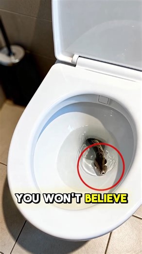 Snakes that People Think Are Venomous… But Aren’t #animals #facts #shorts