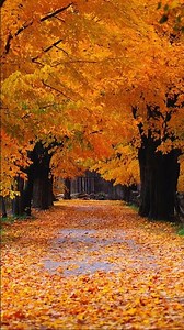 «Осень». Windows XP. А вы помните эти обои? / "Autumn". Windows XP. Do you remember this wallpaper?