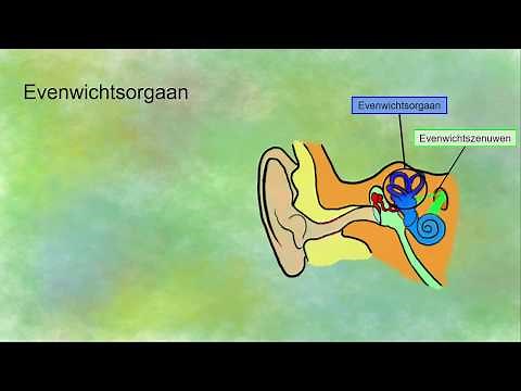 Balance organ: structure and function