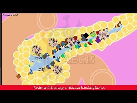 ENZIMAS PÁNCREAS (GUYTON AND HALL)