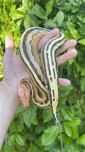 Pink head super stripe Borneo short tail python #snake