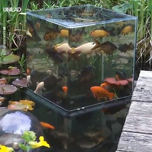 This genius pond tower gives your fish a whole new look on the world 🐠🐟👏 | UNILAD