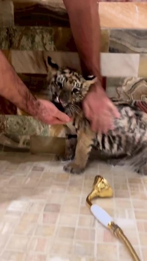 17K views · 1.1K reactions | How we bathed Tigrenko part 2 #WildlifeWonder #TigerTales #AnimalKingdom #RoaringWild #NatureLover #ProtectOurAnimals #TigerConservation #NatureLover #ProtectOurAnimals #TigerConservation #WildlifePhotography #SafariAdventures #CreatureComforts #JungleVibes #SaveTheTigers #ZooLife #FelineFriends #IntoTheWild #RareSpecies #AnimalSanctuary #WildBeauty #TigerPride #HabitatProtection #fblifestyle | Mihal Tiger | Facebook