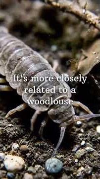The animal that doesn't technically exist. #shrimp #naturefacts #didyouknow #curiousterrain