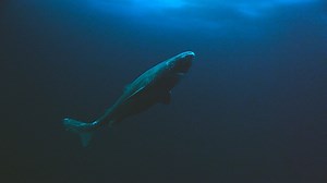 BBC One - Shark - Greenland shark