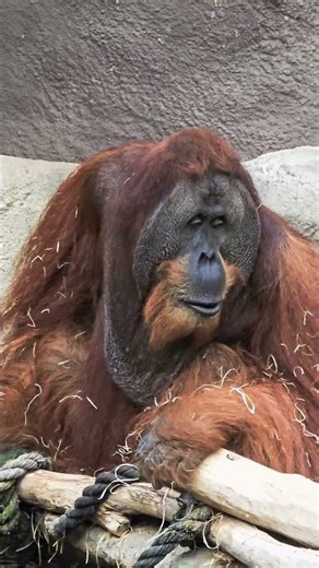 Huge Orangutan Drinking | Pagi from Zoo Praha