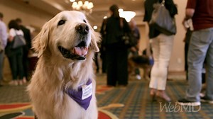 7.5K views · 172 reactions | "We firmly believe that medicine can come on four paws." This group brings dogs to patients of all types to help them heal.  | WebMD | Facebook