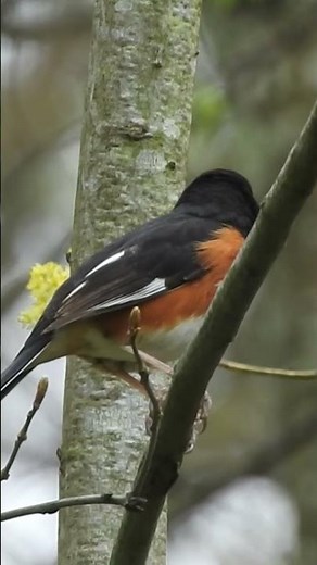 Eastern Towhee Call #birds #nature #photography #birdwatching