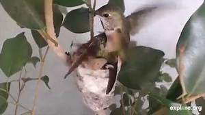 33K views · 1K reactions | As witnessed on this explore.org live cam,...