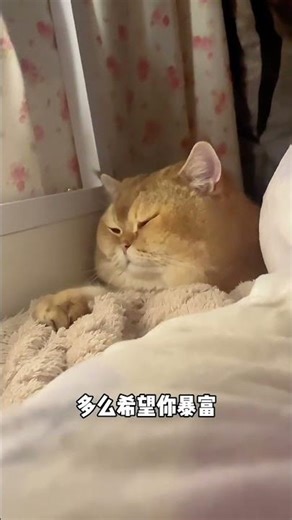 Will He Cut Ties Over a Dispute? Gold Gradient & Adorable Pet Debut