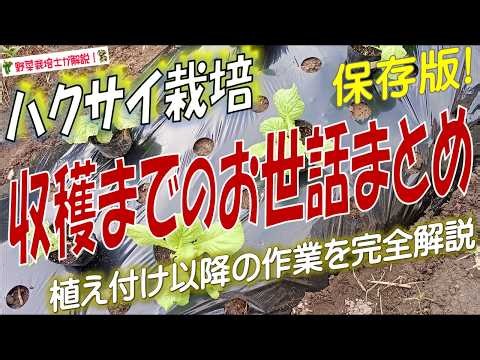 ハクサイを植え付けてから収穫までにやることは？白菜の管理作業まとめ（大玉に育てるコツ・失敗しない栽培管理法を完全解説！）