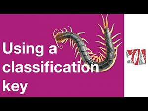What are classification keys? Video Lecture | Year 4 Science