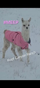 Three weeks old 🩷 Meep's first snow ❄️❄️❄️❄️She has the zoomies, and mama won't zoom 😅🤣 #theadventuresofmeep #meep #meepshow #babyllama #babyllamaupdate | Kopf Canyon Ranch, LLC - Kiko Goats in Idaho