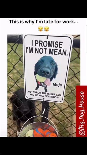 Courtney on Instagram: "I swear I try to be on time. But every morning I pass that house on the corner—the one with the two furry hooligans who act like I’m the guest of honor at a surprise party. They come sprinting to the fence like it’s a red carpet event, tails wagging, tennis ball ready, and honestly… how am I supposed to walk past that kind of joy? So yes, I’m late again—but it’s because Max and Daisy needed a solid round of fetch, some serious ear scratches, and a pep talk about squirrel 