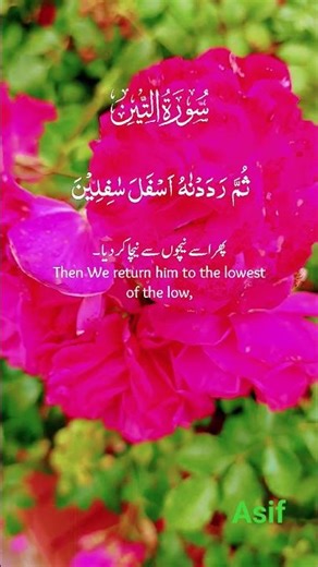 Surah At-Tin (The Fig) – Beautiful Recitation with English Translation | Peaceful Quran 786