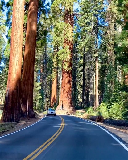 130K views · 7K reactions | Sequoia National Park. #justdriveamerica #usaroadtrip #scenicdrive #sequoianationalpark | Just Drive America | Facebook