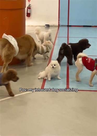 My Introvert Dog's Party Behavior