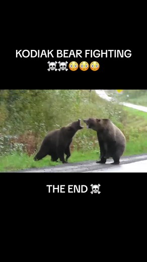 KODIAK BEAR FIGHTING - Brutal Battle and Territorial Conflict
