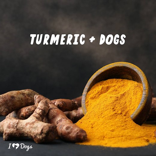 Many dog parents are giving turmeric to their older dog with joint pain. What's been your experience? ___ Learn about the benefits and how we recommend giving it to your dog 👉 iheartdogs.co/TurmericDogs | iHeartDogs