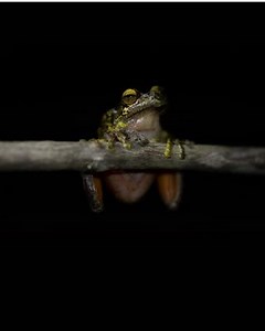 5.8K views · 185 reactions | There are a whopping 200 native frog species in Australia and some of the most unique live in #NSWParks. These humble amphibians are biodiversity superstars - an irreplaceable link in the food chain, so we’re giving frogs their time in the spotlight this National Biodiversity Month. blog.nationalparks.nsw.gov.au/six-reasons-to-love-our-frogs/ | NSW National Parks and Wildlife Service | Facebook