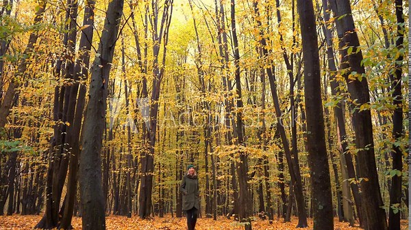 Autumn forest. Deciduous trees in a mixed forest. Hornbeam and beech. A woman walks in the park. Hiking. Yellow leaf on a tree. Nature background Stock Video