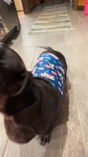 529K views · 14K reactions | From a sitting duck, to a running machine at feed time! ❤️殺 | Frank The Tank | Facebook