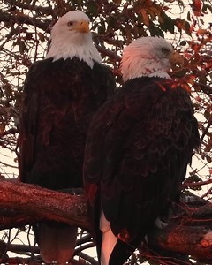 A pair of eagles sat beside the nest as the sun set this afternoon. The third kept to itself in a nearby tree. | Chris Sinclair